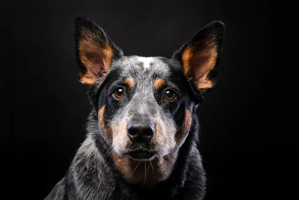 Close-up portrait of an Australian Cattle Dog with expressive eyes against a black studio background