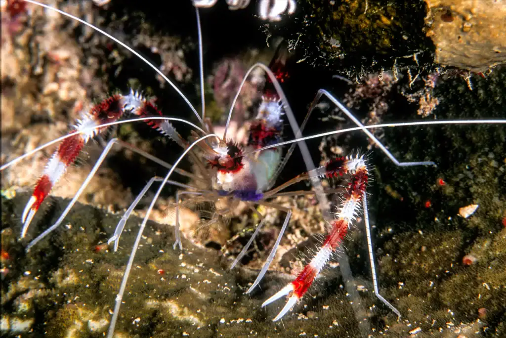 Close-up image of a banded cleaner shrimp with long white antennae and red-striped claws resting on a reef surface in tropical waters