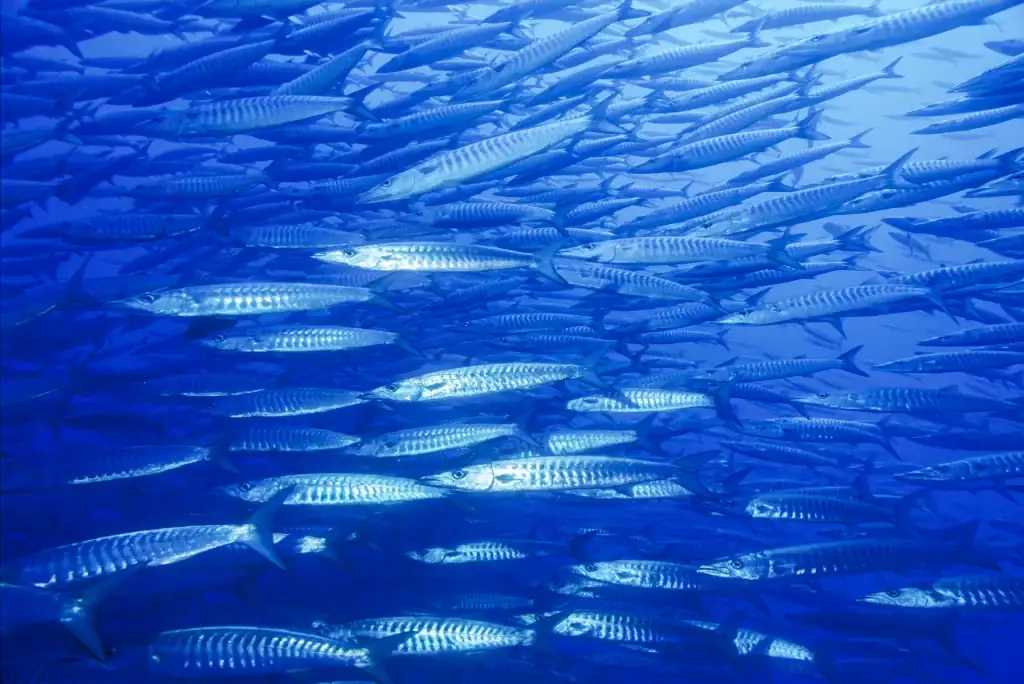 Underwater image of a massive school of barracuda swimming in synchronised formation, creating sleek silver patterns against deep blue water