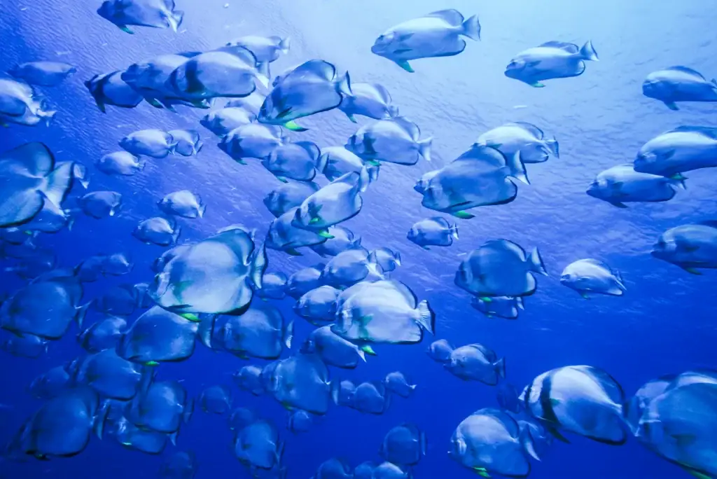 Large school of batfish swimming in unison in clear blue tropical ocean water, captured during a scuba diving expedition