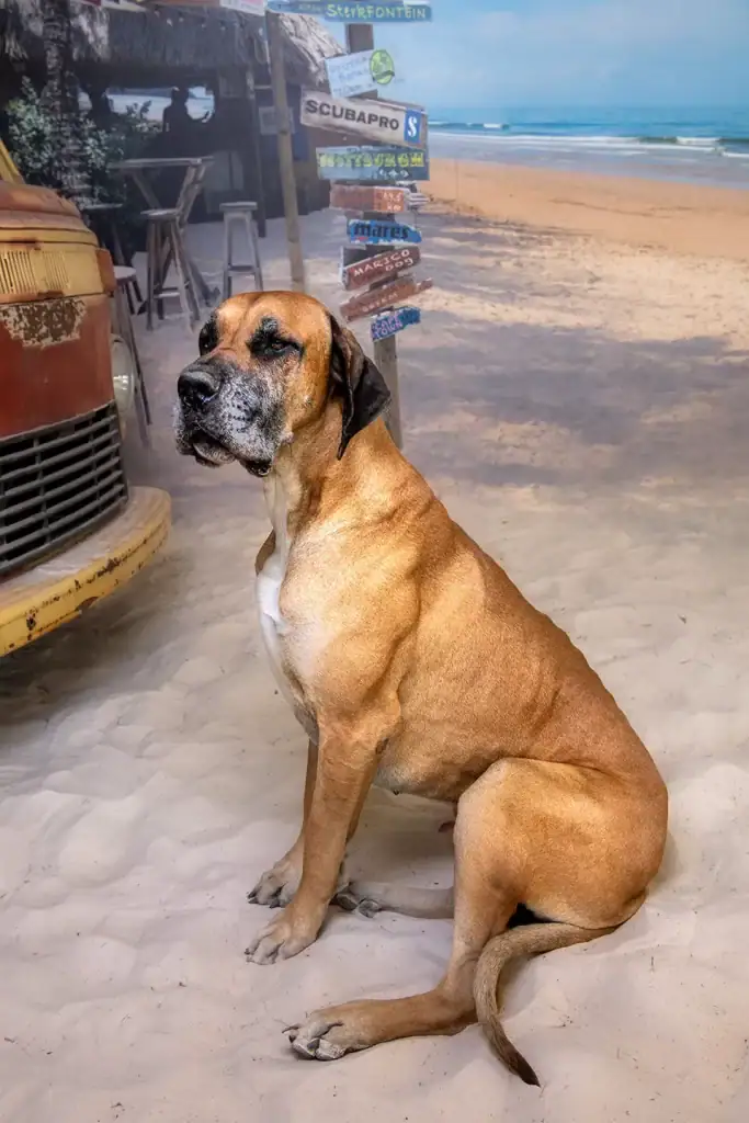 Large brown Great Dane dog sitting on sand in front of beach backdrop and surf signage, ideal for professional pet photography and lifestyle branding