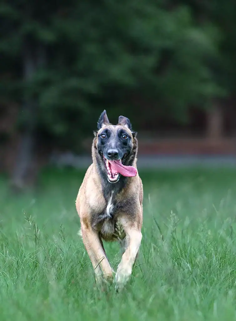 Belgian Malinois dog mid-run with tongue out, bounding through a green grassy field with blurred trees in the background