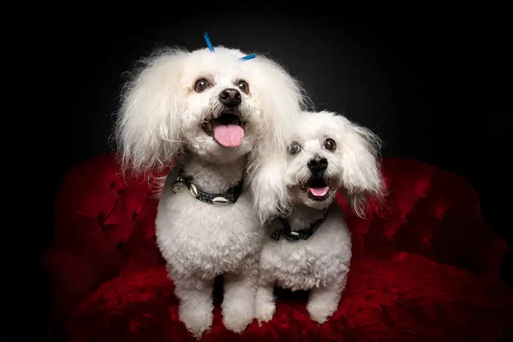 Pair of white Bichon Frise dogs sitting on a red velvet chair for their pet photography session