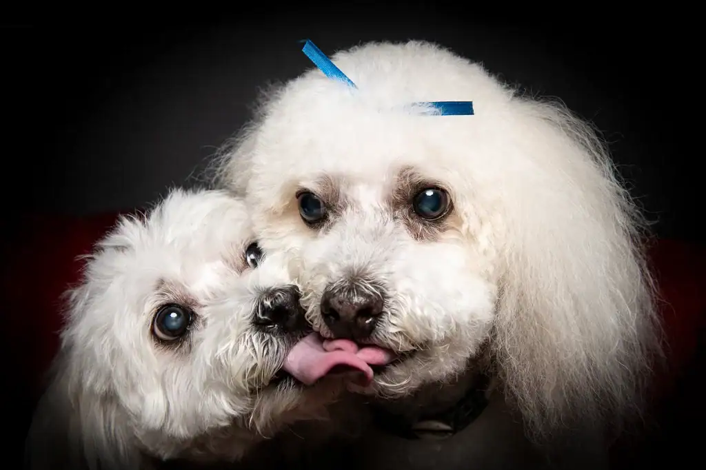 Two Bichon Frise dogs with blue bows, one licking the other affectionately, sharing a dogo photography portrait session