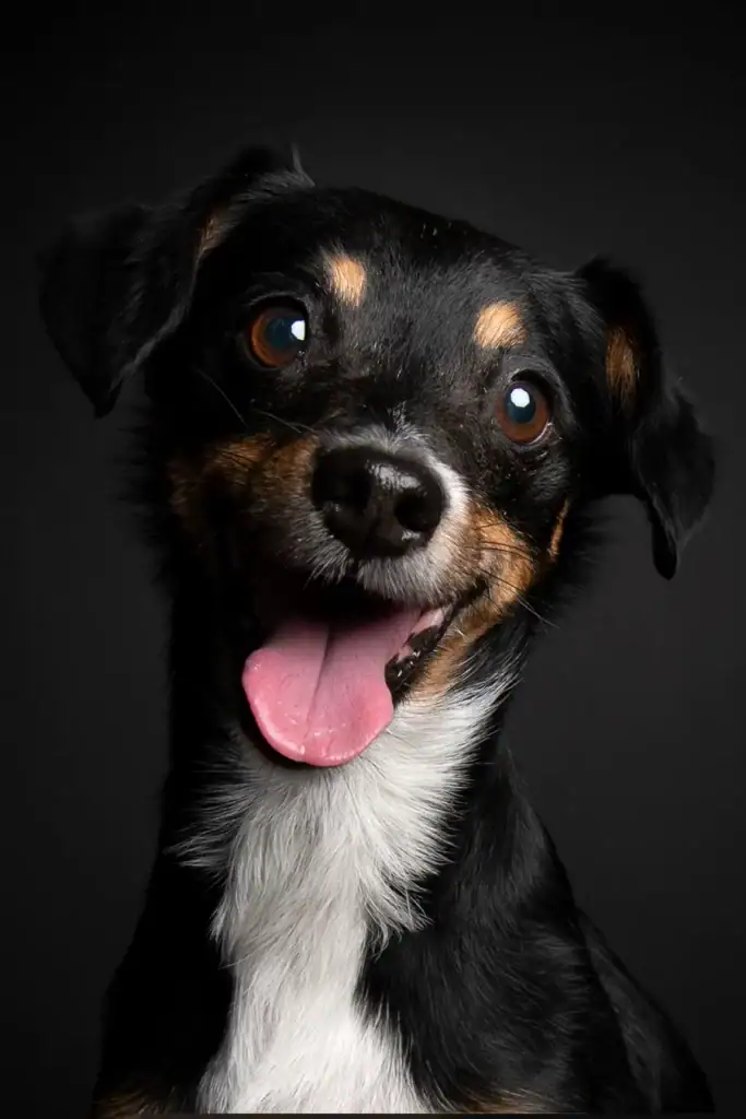 Studio portrait of a playful black and tan dog with quirky expression against a dark background – expressive pet photography in Johannesburg