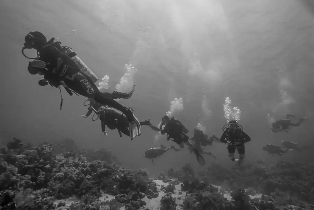 Black and white image of scuba divers underwater on a group dive, with bubbles rising above a coral seascape.