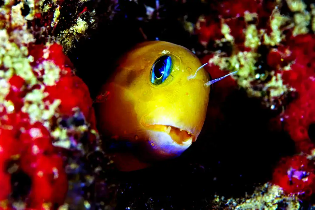 Close-up underwater portrait of a yellow blenny fish peeking out from a coral reef, with vivid colours and blue reflective eye