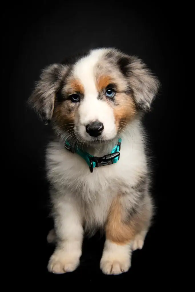 Studio portrait of a blue-eyed Australian Shepherd puppy sitting against a black background, wearing a teal collar