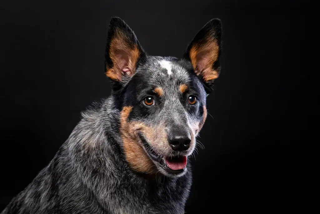 Happy Blue Heeler dog with alert ears posing in a professional black studio portrait