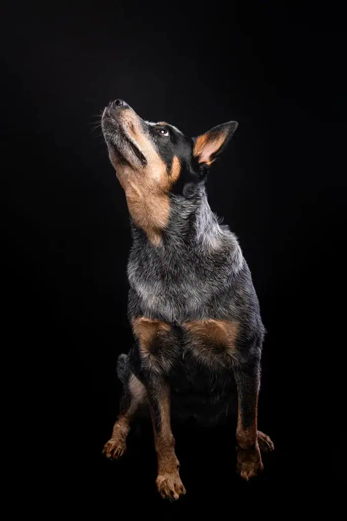 Australian Cattle Dog looking upward in dramatic studio lighting on black background