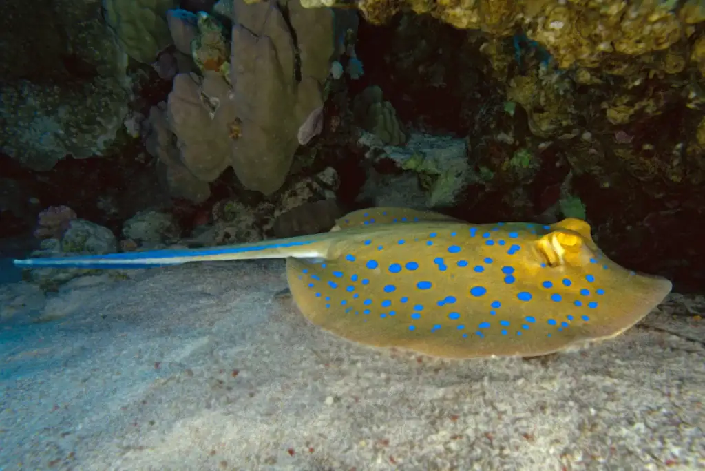 Blue-spotted stingray resting on sandy seabed beneath a coral overhang, displaying vibrant blue markings on a golden-yellow body