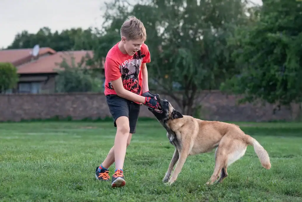 Boy in red shirt and black shorts playing tug with Belgian Malinois dog on a grassy field during training session