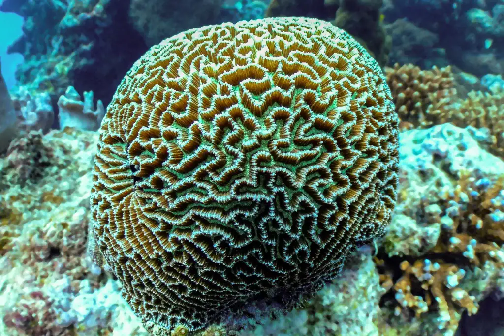 High-resolution image of a brain coral underwater, showing complex labyrinth patterns and textured polyps on a reef in natural light
