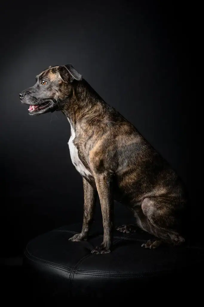 Brindle dog sitting tall on a black stool in a dramatic side-lit studio portrait