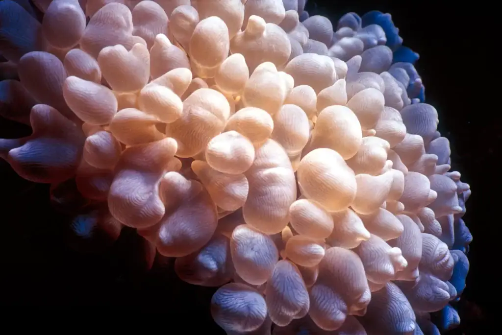 Close-up image of bubble coral underwater, showcasing its translucent, rounded polyps with gentle lighting and fine surface textures for a soft sculptural effect