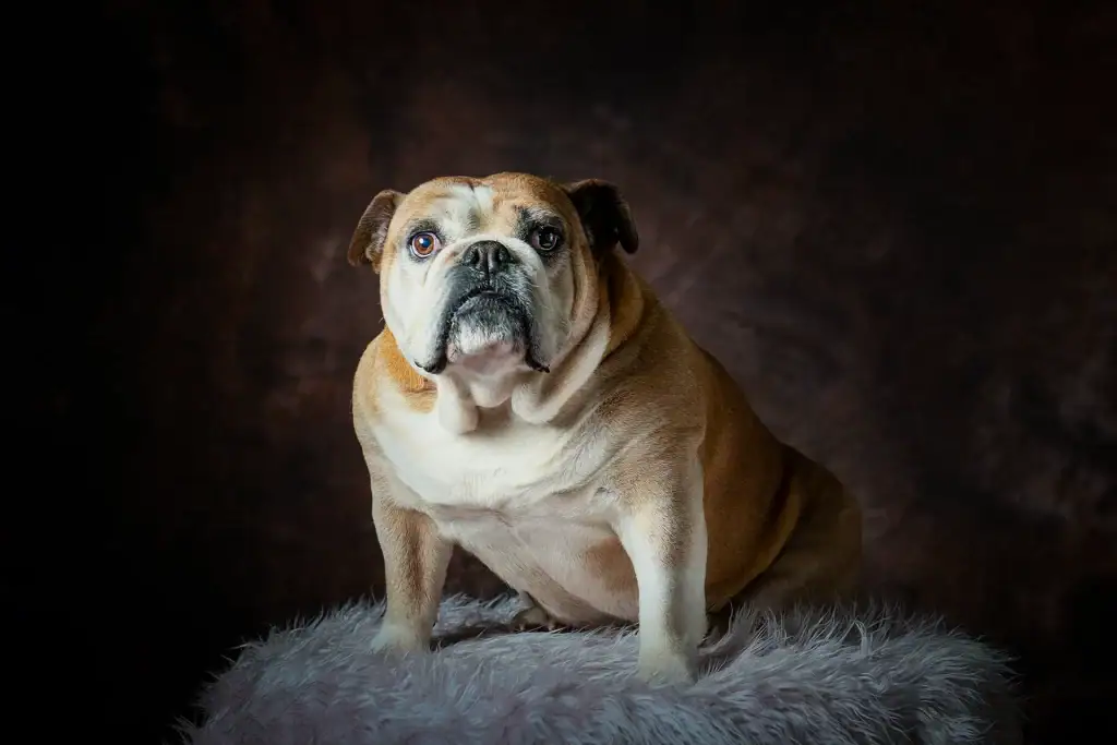 Studio portrait of a British Bulldog sitting on a furry stool against a dark textured background