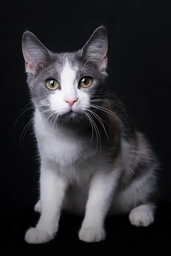 Studio portrait of a calico cat with white, grey, and tan fur against a black background – professional cat photography in Johannesburg