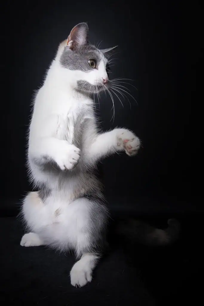 Studio portrait of a grey and white cat standing upright with paws lifted against a black background