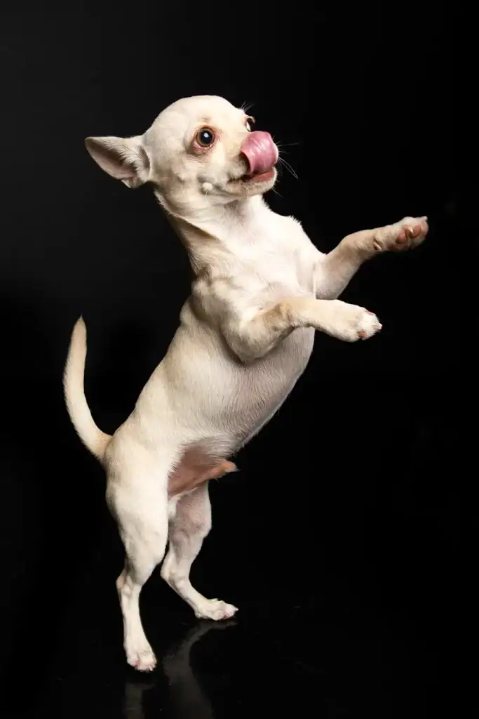 Cream Chihuahua standing upright with tongue out in a playful studio portrait against a black background
