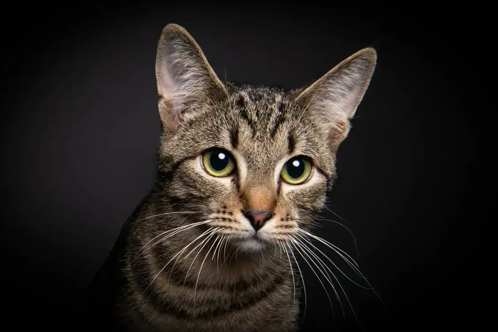 Dramatic close-up portrait of a tabby cat with bright green eyes in a studio setting, professional pet photography