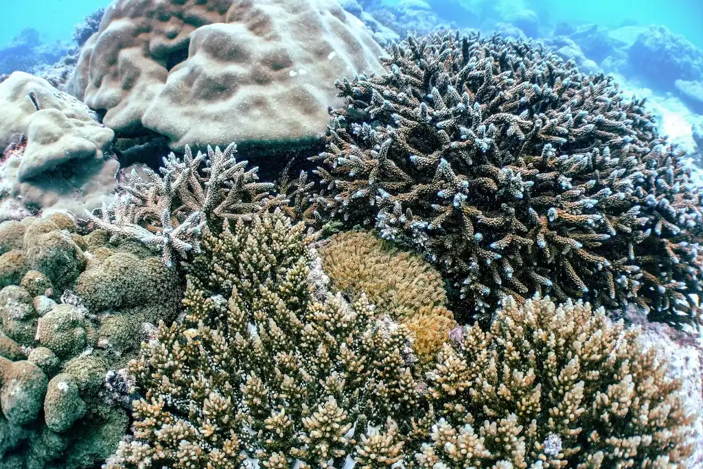 Diverse coral reef with multiple hard coral species, including branching and boulder corals, photographed underwater in clear tropical waters