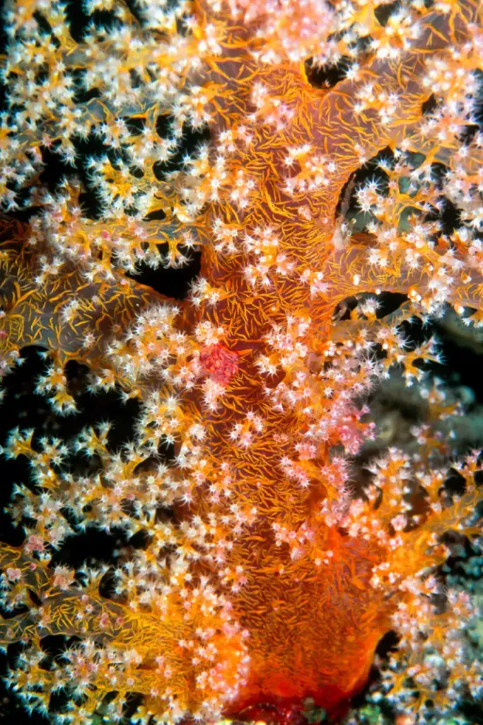 Macro photograph of Dendronephthya soft coral with glowing orange branches and delicate white polyps in blackwater background