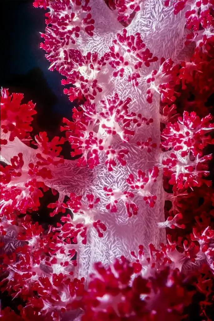 Vivid close-up of Dendronephthya soft coral with glowing white branches and bright red polyps, photographed underwater in dramatic lighting