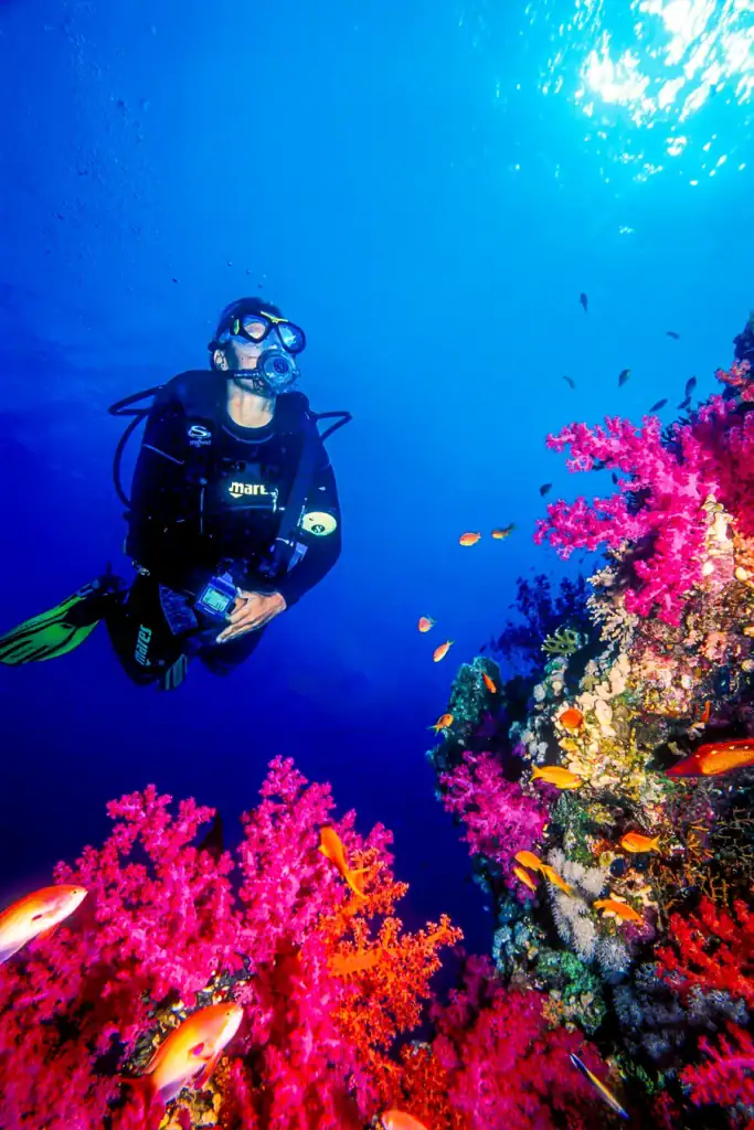 A scuba diver floats near a reef filled with vivid pink and red soft corals and orange anthias fish in the crystal-clear waters of the Red Sea.