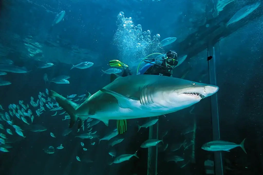 Underwater photo of a scuba diver swimming beside a sand tiger shark, with a school of fish in a deep blue aquatic environment