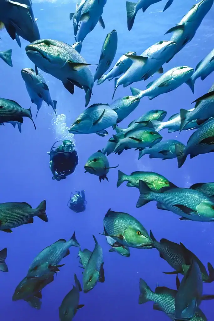 Two scuba divers surrounded by a large school of fish in clear blue ocean water, captured from below