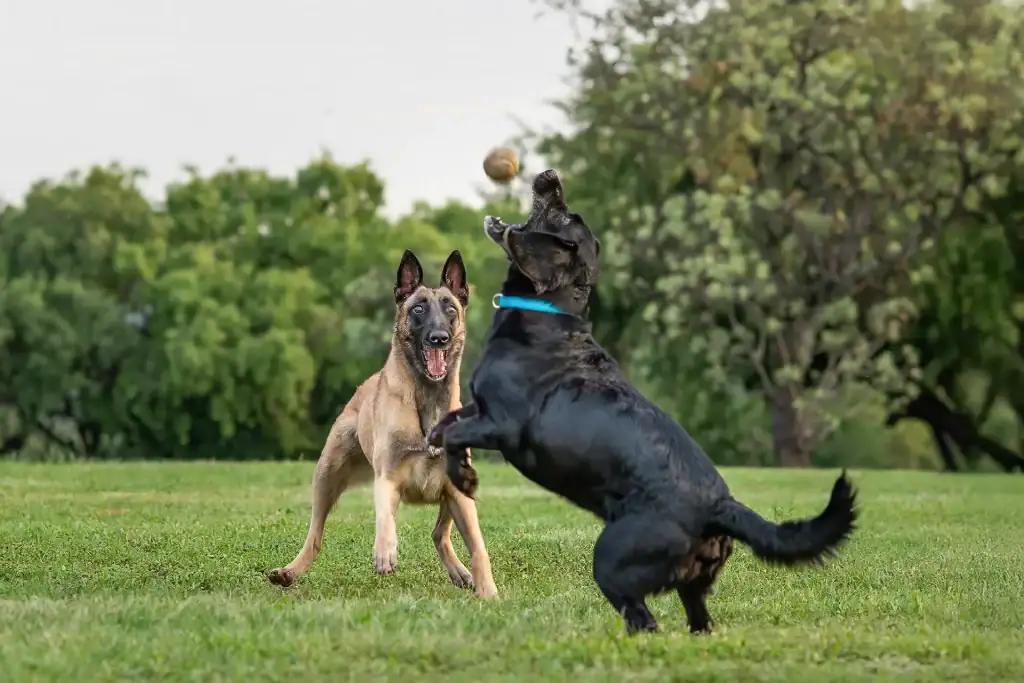Belgian Malinois and black Labrador playing catch with a tennis ball in a grassy park with trees in the background