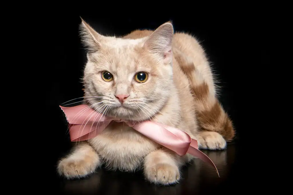 Elegant cat with soft orange fur and pink ribbon against a black background