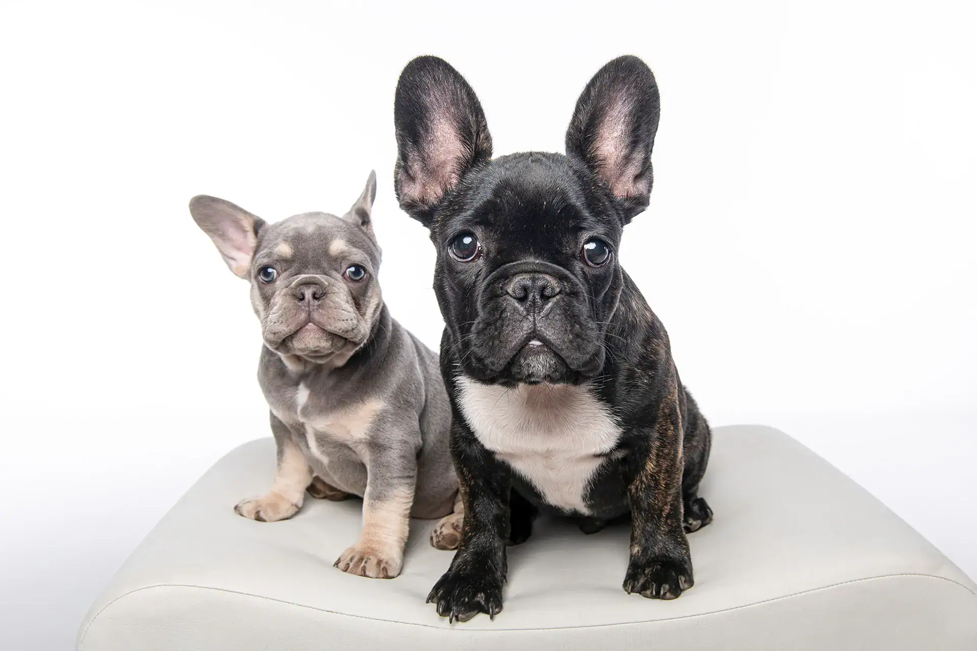 Studio photograph of a blue and a brindle French Bulldog sitting side by side on a white bench against a white background