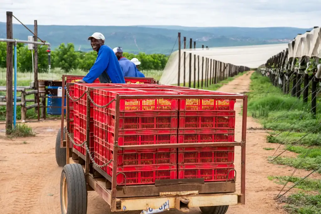 Brand photo of farm workers in South Africa transporting red crates filled with freshly harvested fruit on a trailer, smiling during agricultural fieldwork