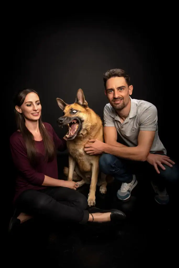 Energetic German Shepherd mid-action with man and woman smiling beside him in professional studio setting