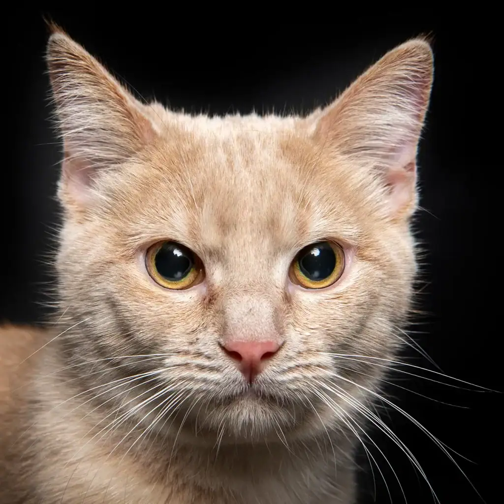 Close-up portrait of a ginger cat with golden eyes against a dark background – professional feline photography in Johannesburg