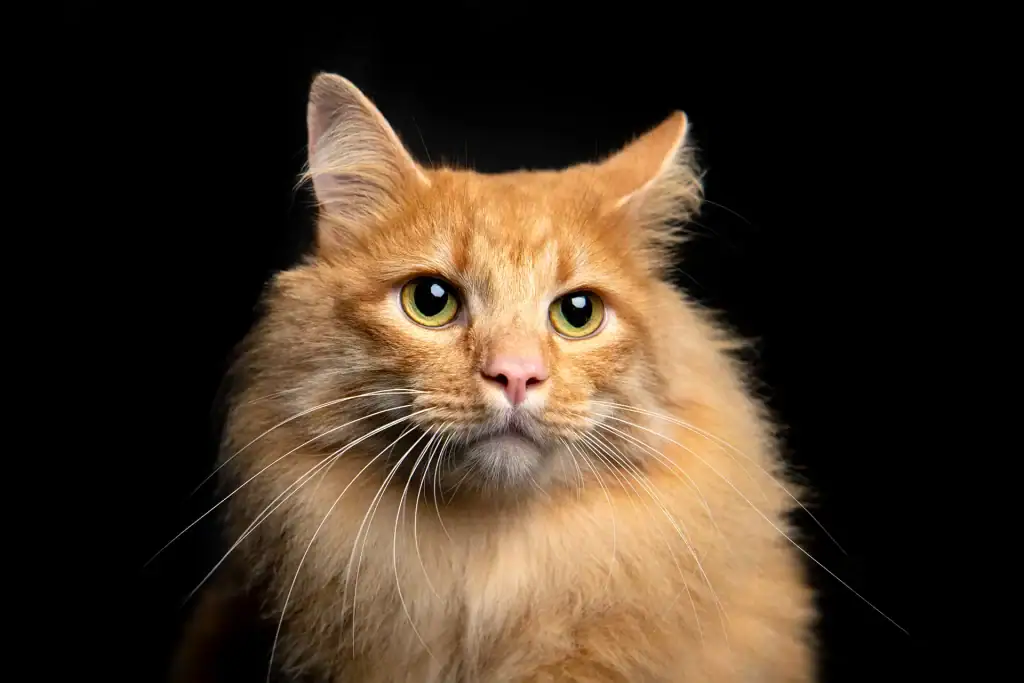 Fluffy ginger cat with golden eyes gazing intently in a dark studio setting