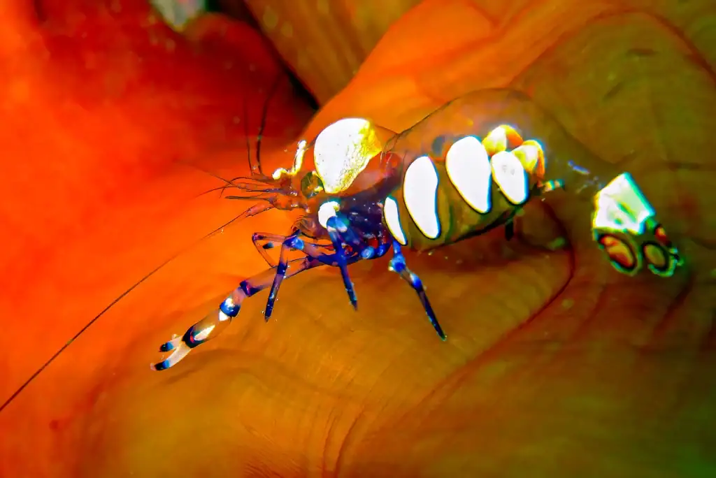Macro photograph of a glass shrimp with blue and white markings perched on vivid orange coral or anemone underwater