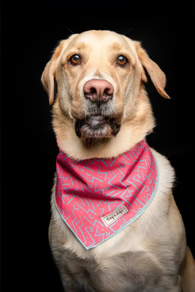 Studio close-up of a golden Labrador wearing a red Dogi Life bandana, centred headshot on black background