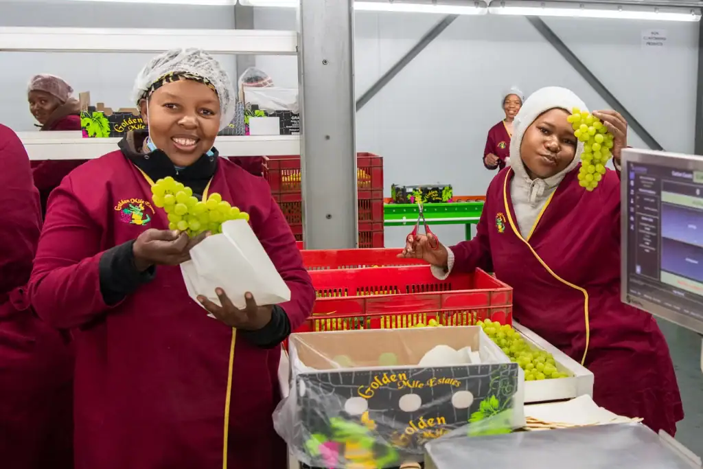 Brand Photography of two cheerful workers at Golden Mile Estates in South Africa preparing green grapes for export in a packing facility