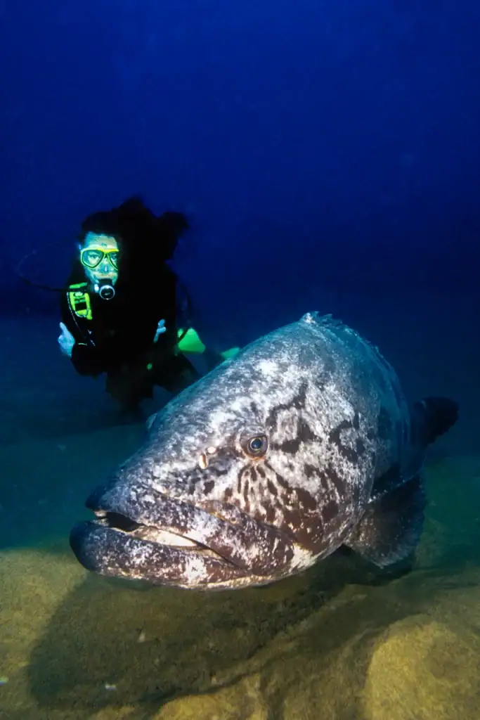 Close-up of a large grouper fish with a scuba diver in the background, photographed on the ocean floor during a deep dive