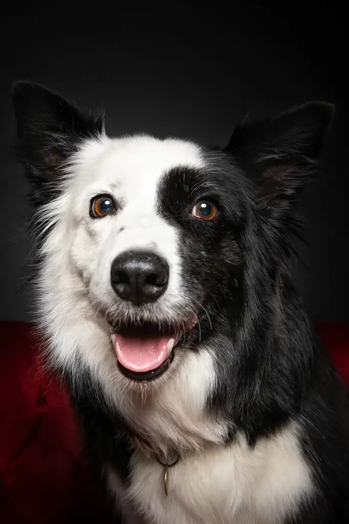 Studio dog portrait of a cheerful black and white Border Collie on a red chair