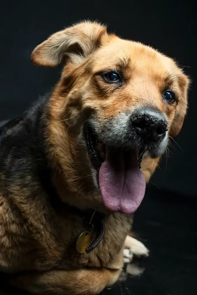Close-up studio portrait of a happy senior dog with tongue out and bright eyes against a dark background