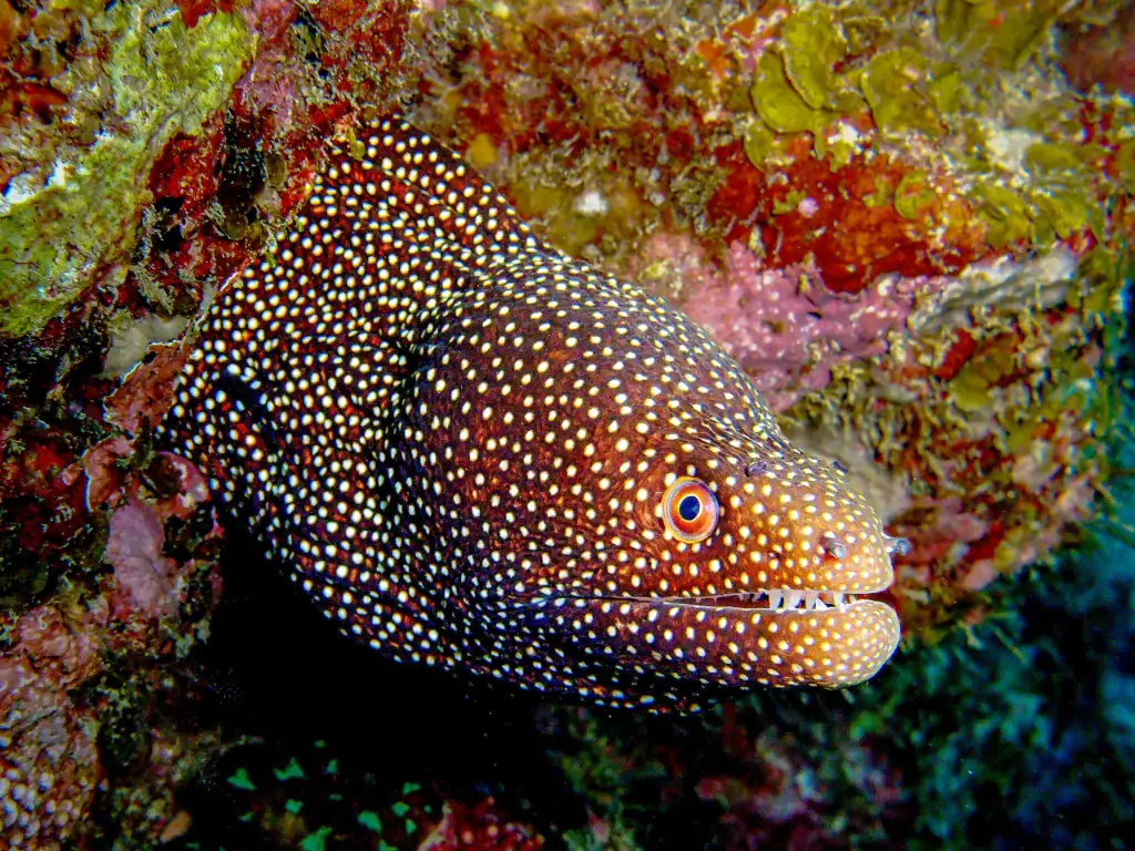 Close-up underwater photograph of a spotted moray eel peeking out from colourful coral reef crevice