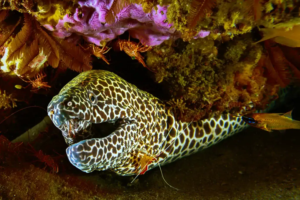 Close-up of a honeycomb moray eel with mouth open under a reef ledge surrounded by corals, crustaceans, and marine life