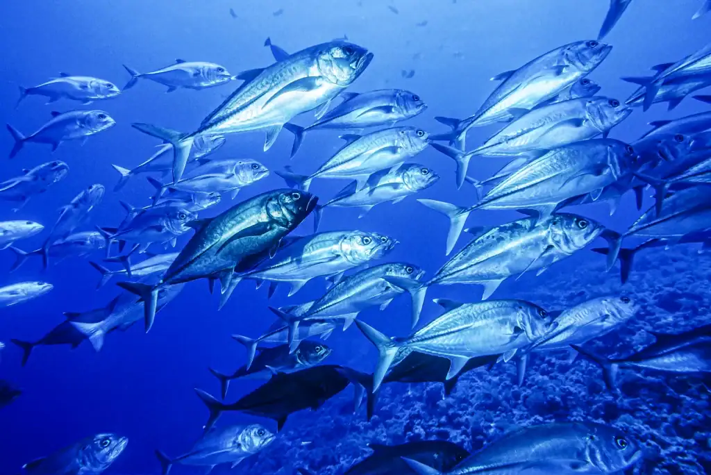 A dynamic school of silver jackfish swimming together in the clear blue depths of the Red Sea near a coral slope.