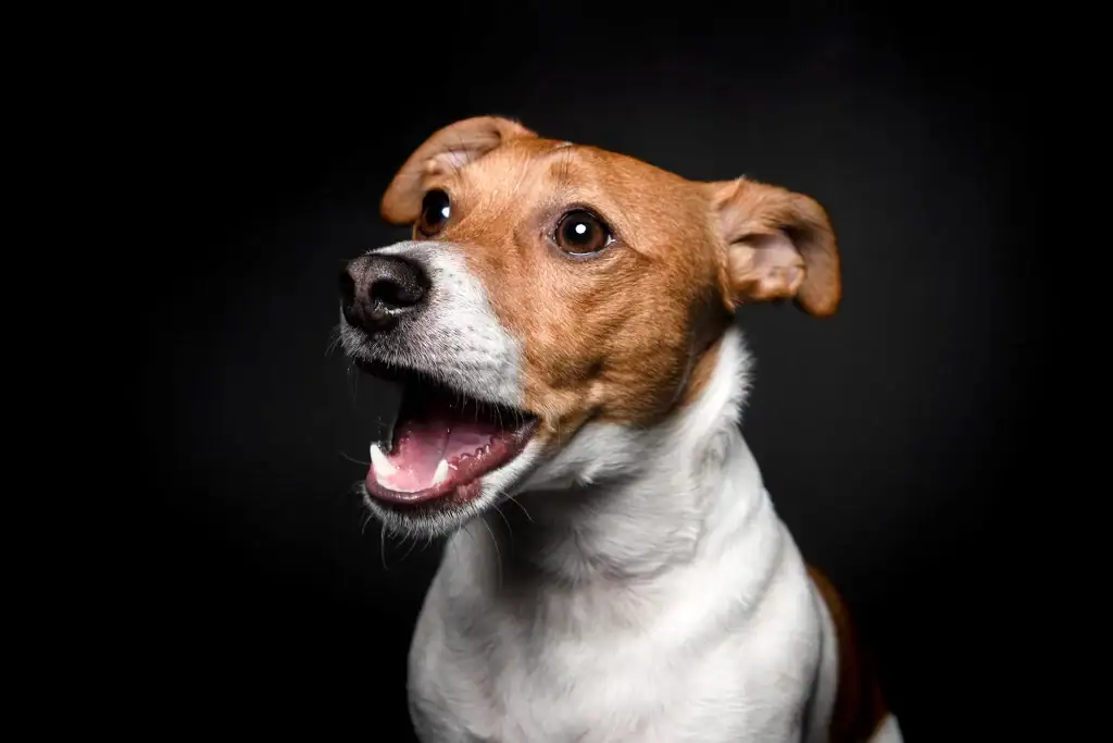 Studio pet photography of a joyful brown and white dog with mouth open and ears perked up