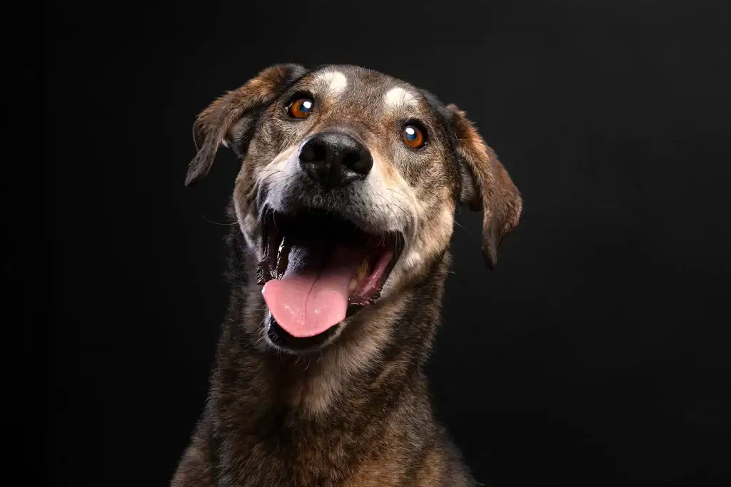 Close-up of a senior dog with bright eyes and tongue out, captured in a professional studio setting