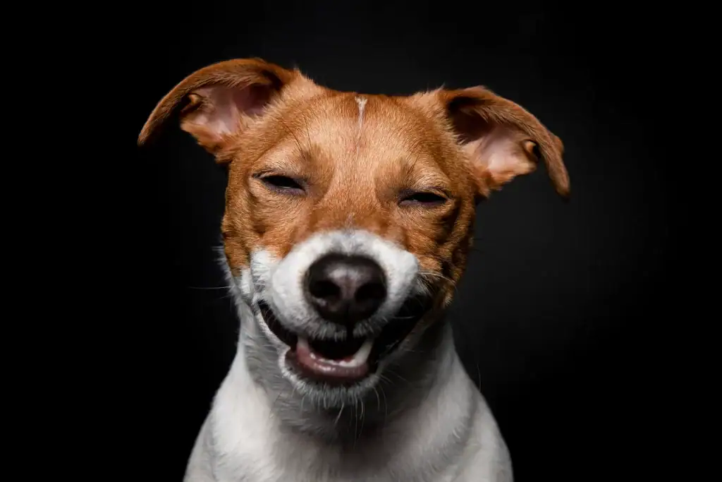 Close-up of a smiling brown and white dog with eyes closed, captured in professional pet studio photography