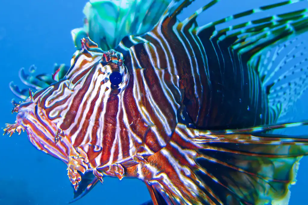 Vibrant macro photograph of a lionfish with striped fins and spines, captured underwater in crystal-clear blue ocean